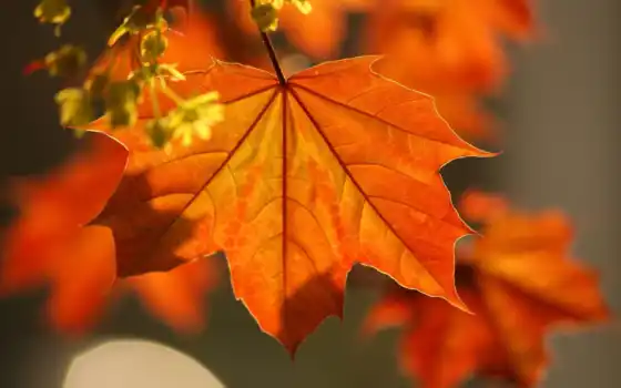 осень, обои, клен, листья, макро, ветка, фото, раз